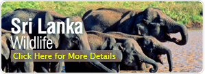 Sri Lanka wildlife