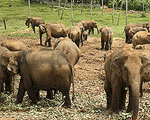 Pinnawala Elephant Orphanage