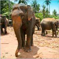 Heritage & Wildlife of Sri Lanka