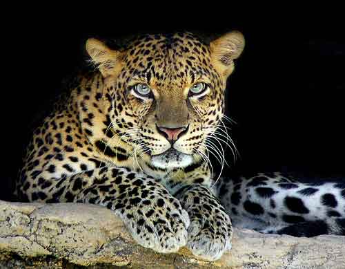 Sri Lanka Wildlife