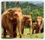 Pinnawela Elephant Orphanage