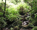 Sinharaja Forest