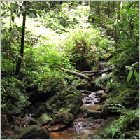 Sinharaja Forest