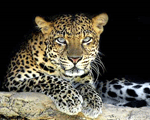 Wildlife in Sri Lanka